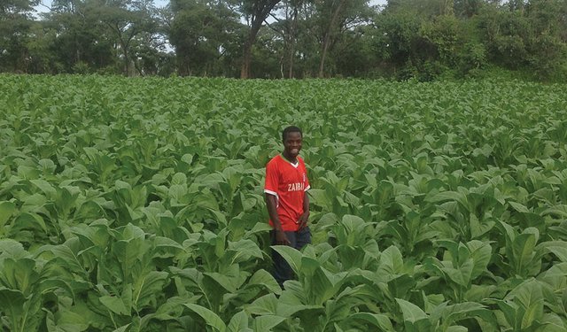 Sustainable Tobacco Farming