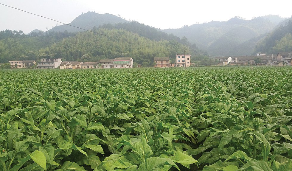 Profile: China Tobacco Jiangxi Industrial Striving To Be More ...