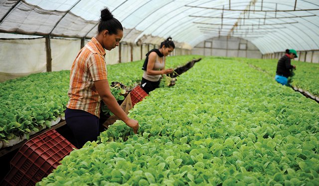 cigar production Tobacco Asia